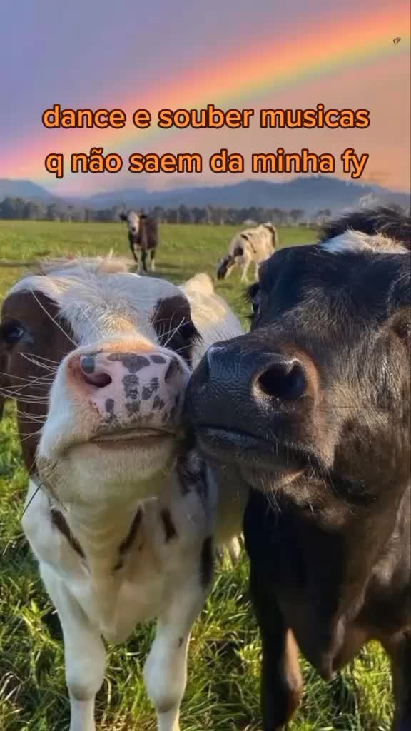 @aesthetic_animo