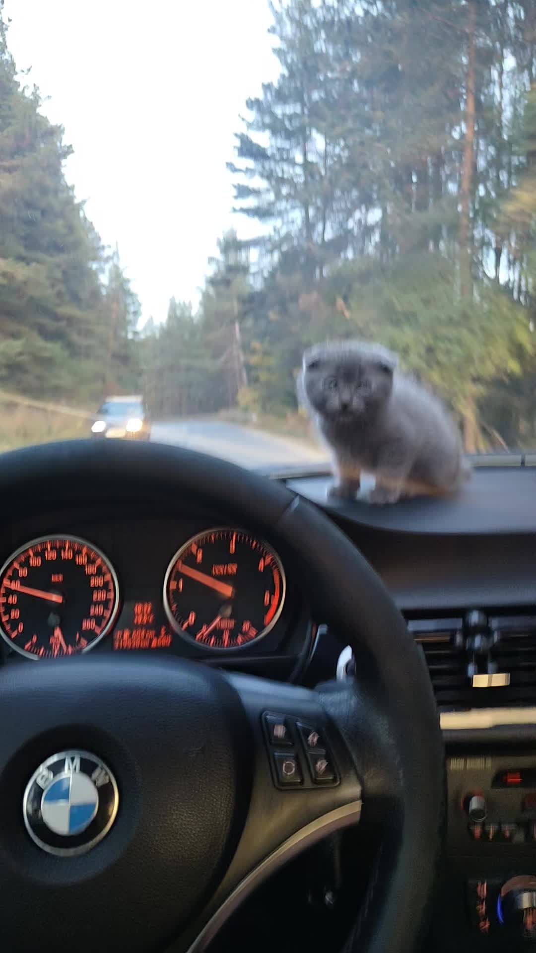 @Мехмед Льотин