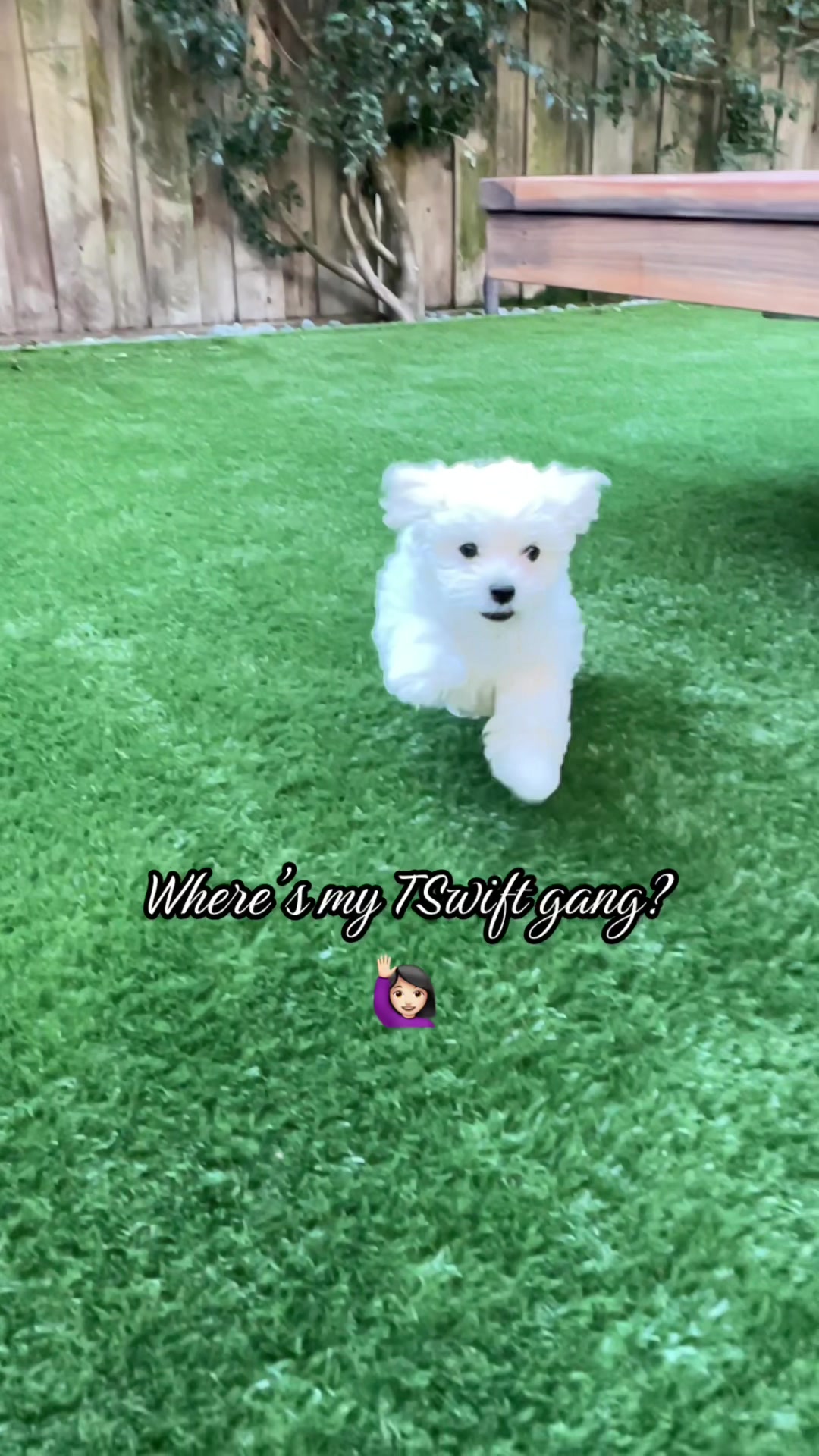 @Cloud the Dog