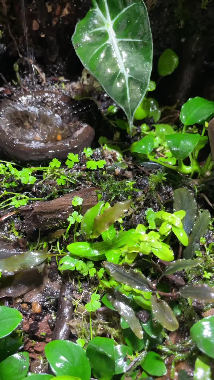 @X_vision_aquascape