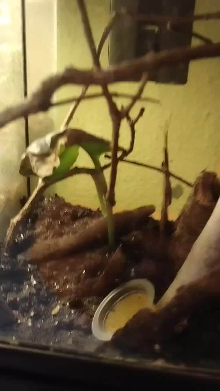 @Reptil-Terra