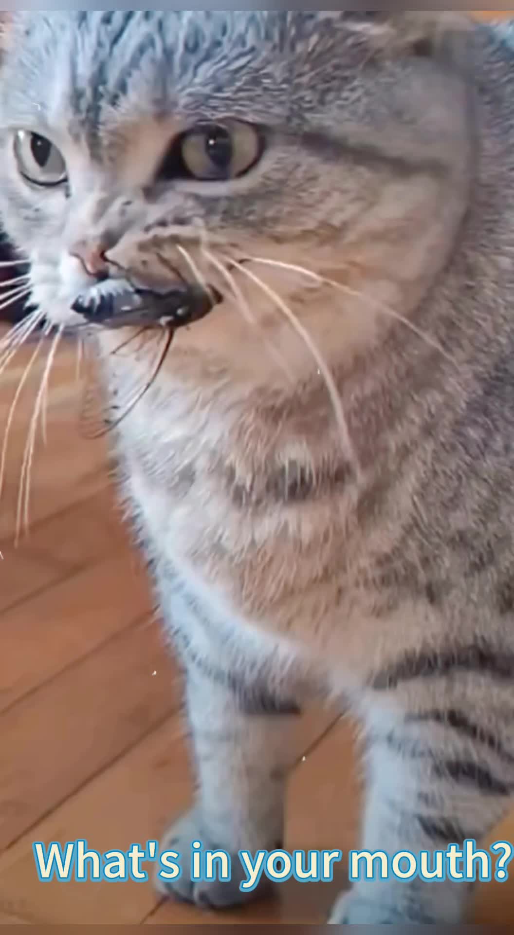 @xiaotwile3t