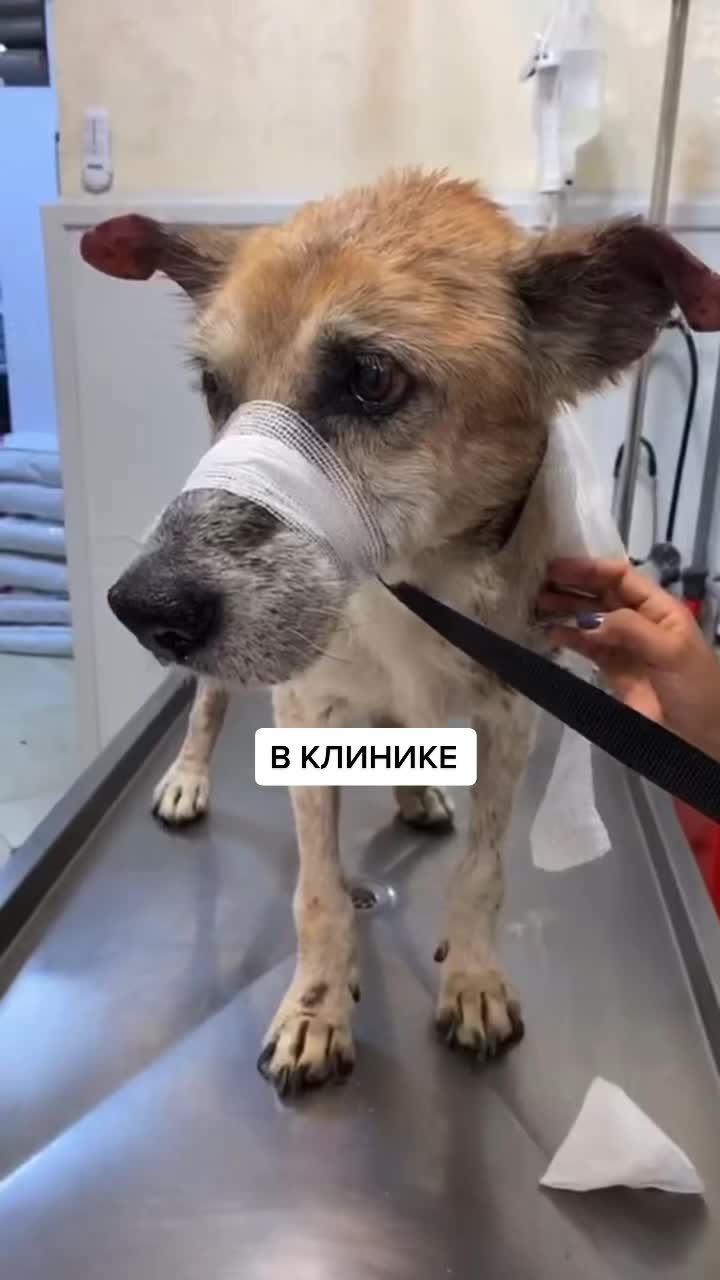 @Елена Белова