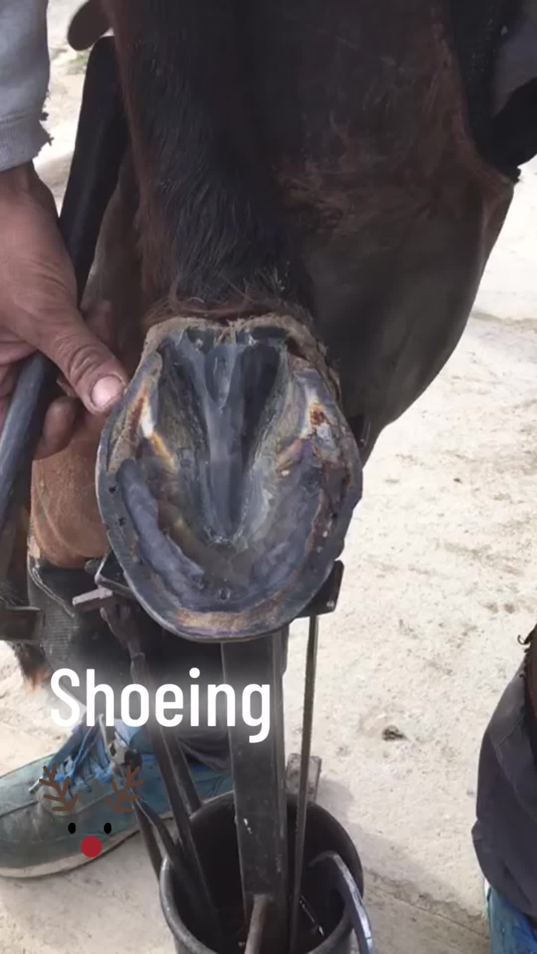 @TikTok Farrier