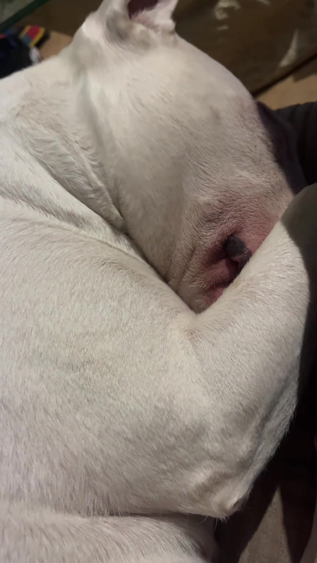 @BullTerrierlove Baby Bella