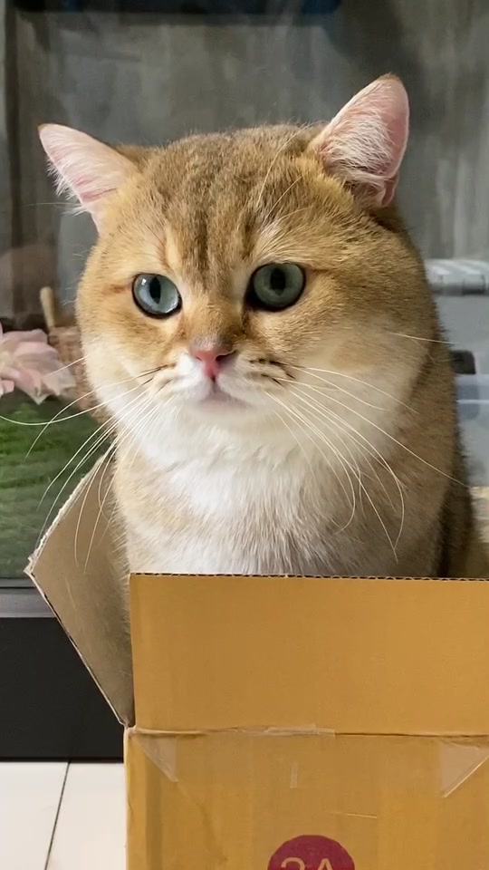 @Cruise_cat