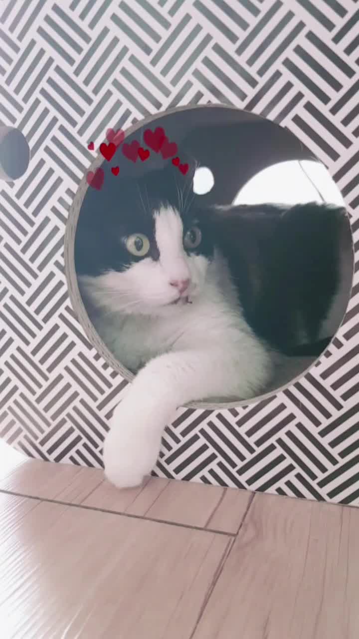 @곰고양이 Bearcat