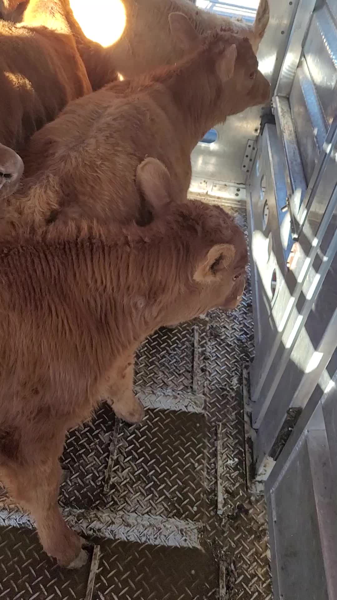 @rawdawgtrucker