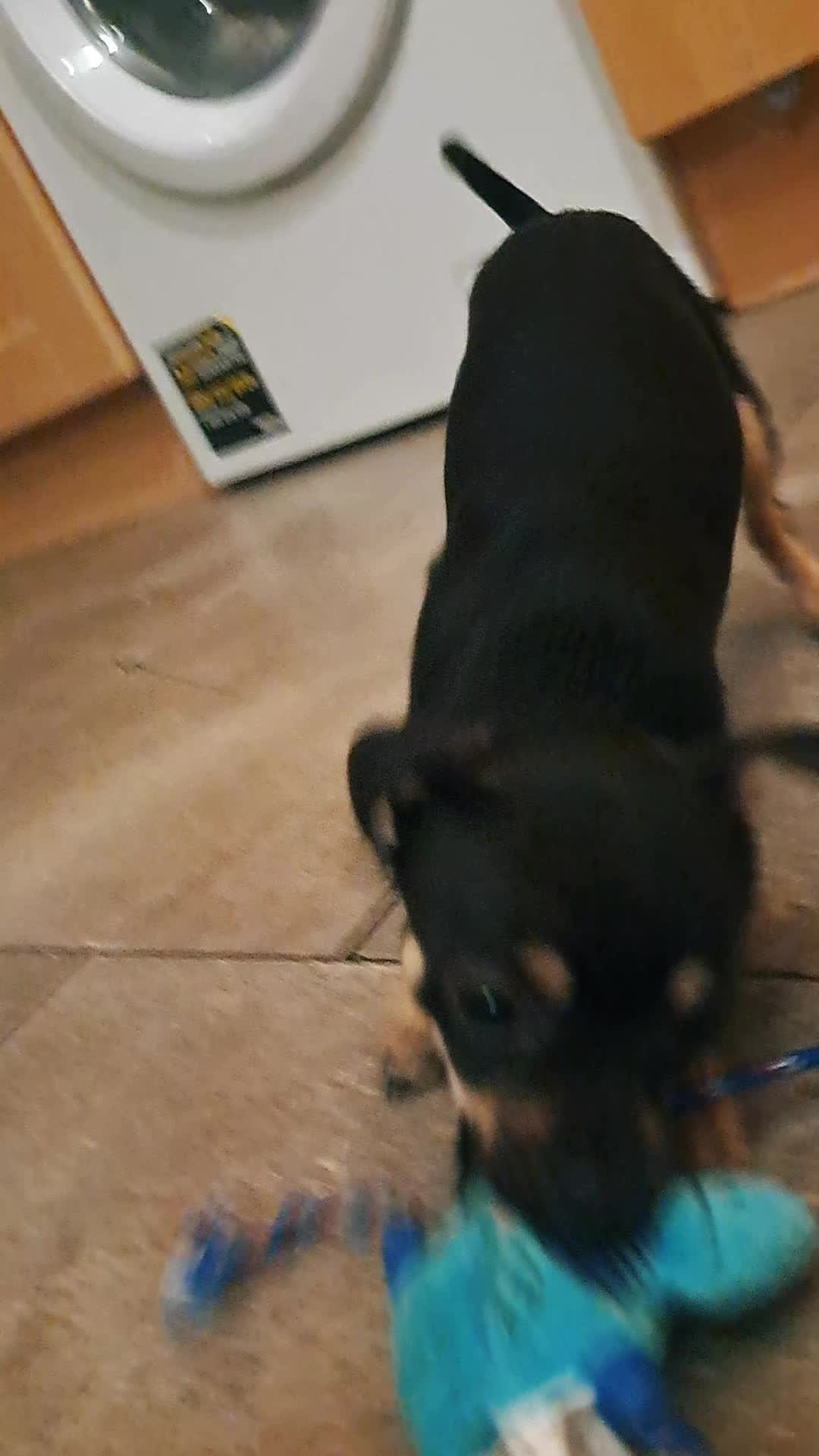 @pepper // pawggersgoth