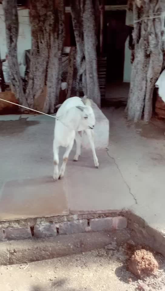 @Zidhi Banna Zidhi Ba