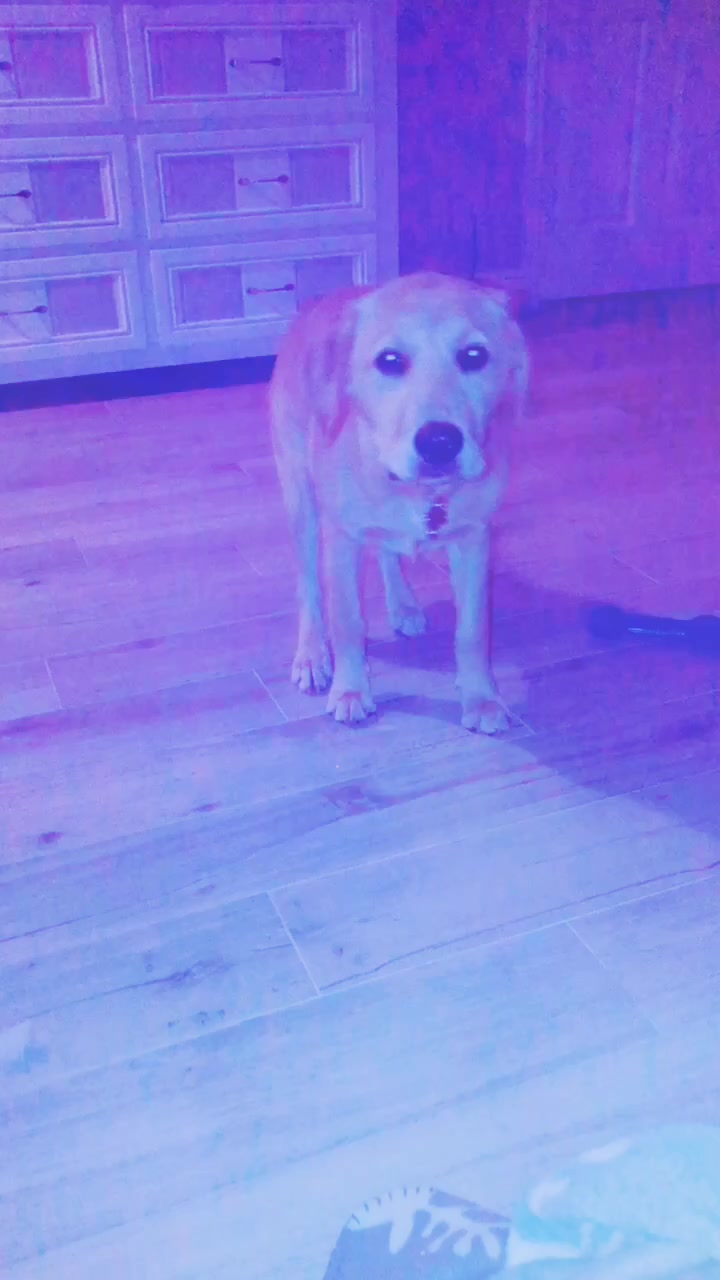 @Xena the dog