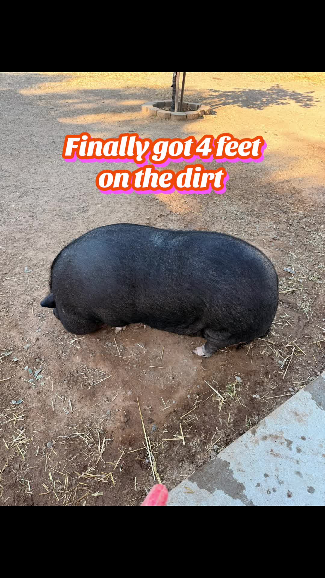 @Pig Luv Co