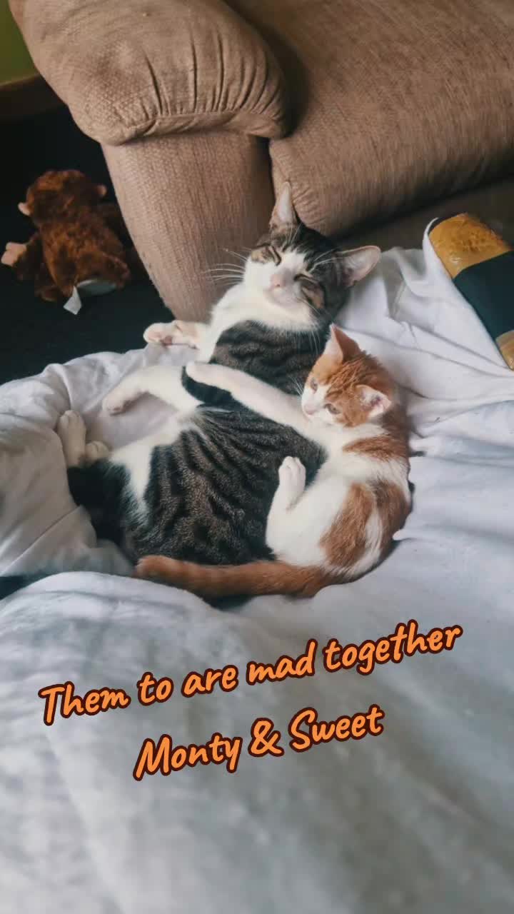 @Drago & Monty 44