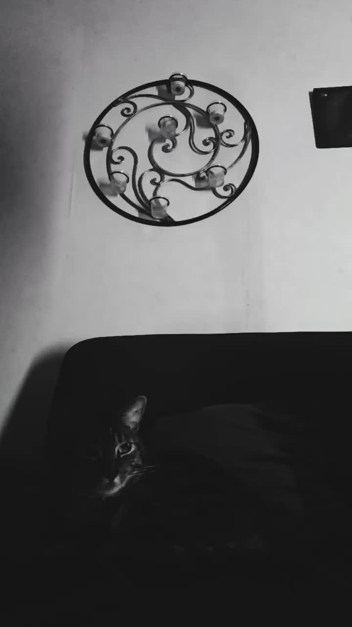 @le norvégien aigris
