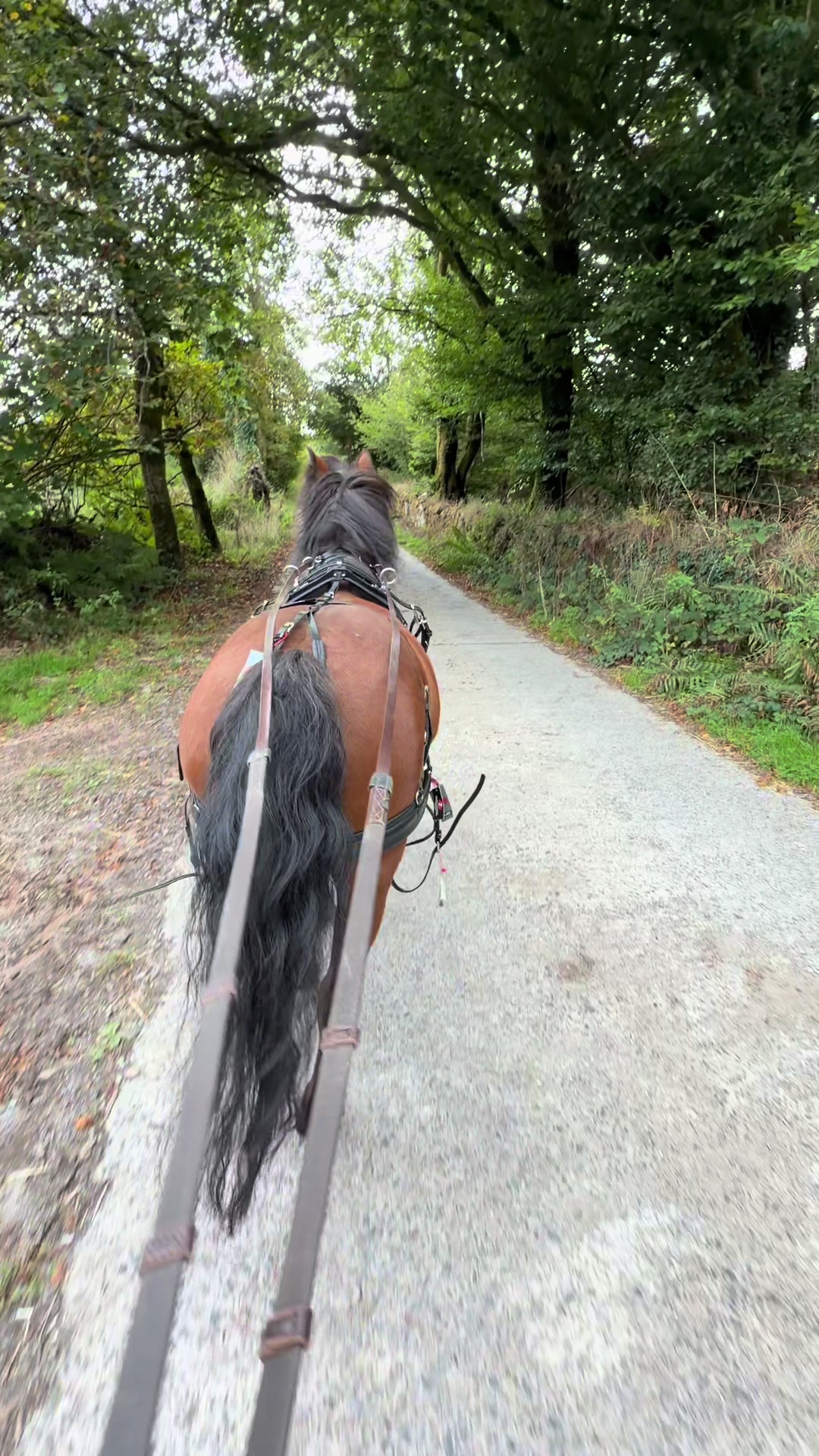 @Dartmoor Carriages