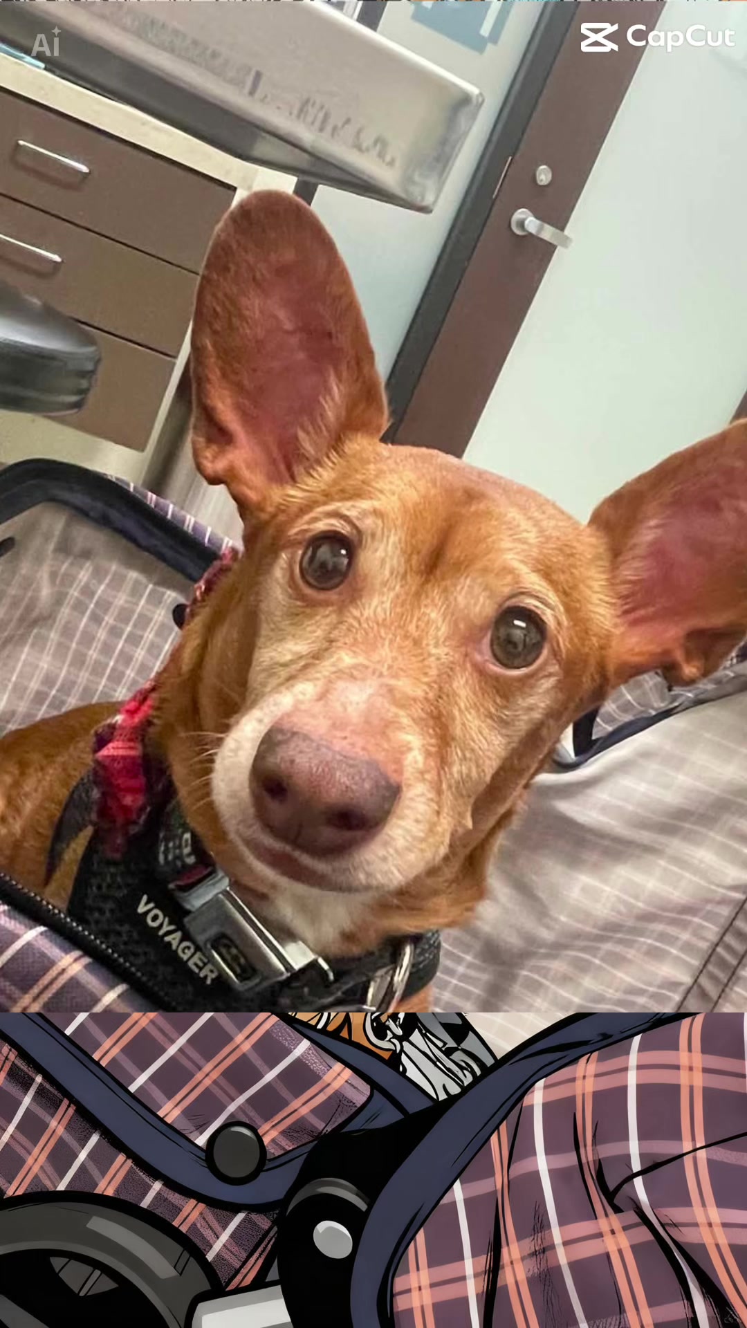 @Oscar the Chiweenie ✌️💙🐾