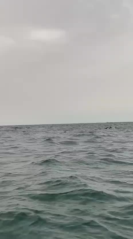 @fallou  🏊🏿&zwj;♂️🇸🇳💛💙✪☪
