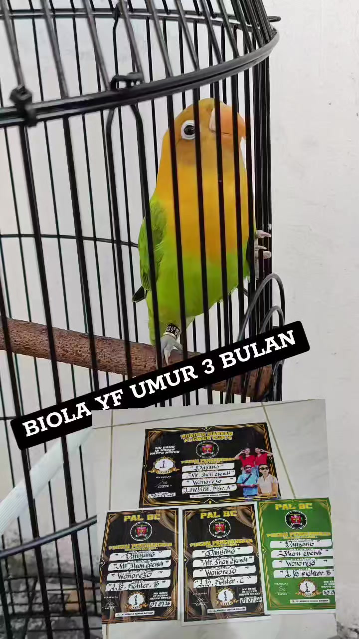@KERABAT TERMUL