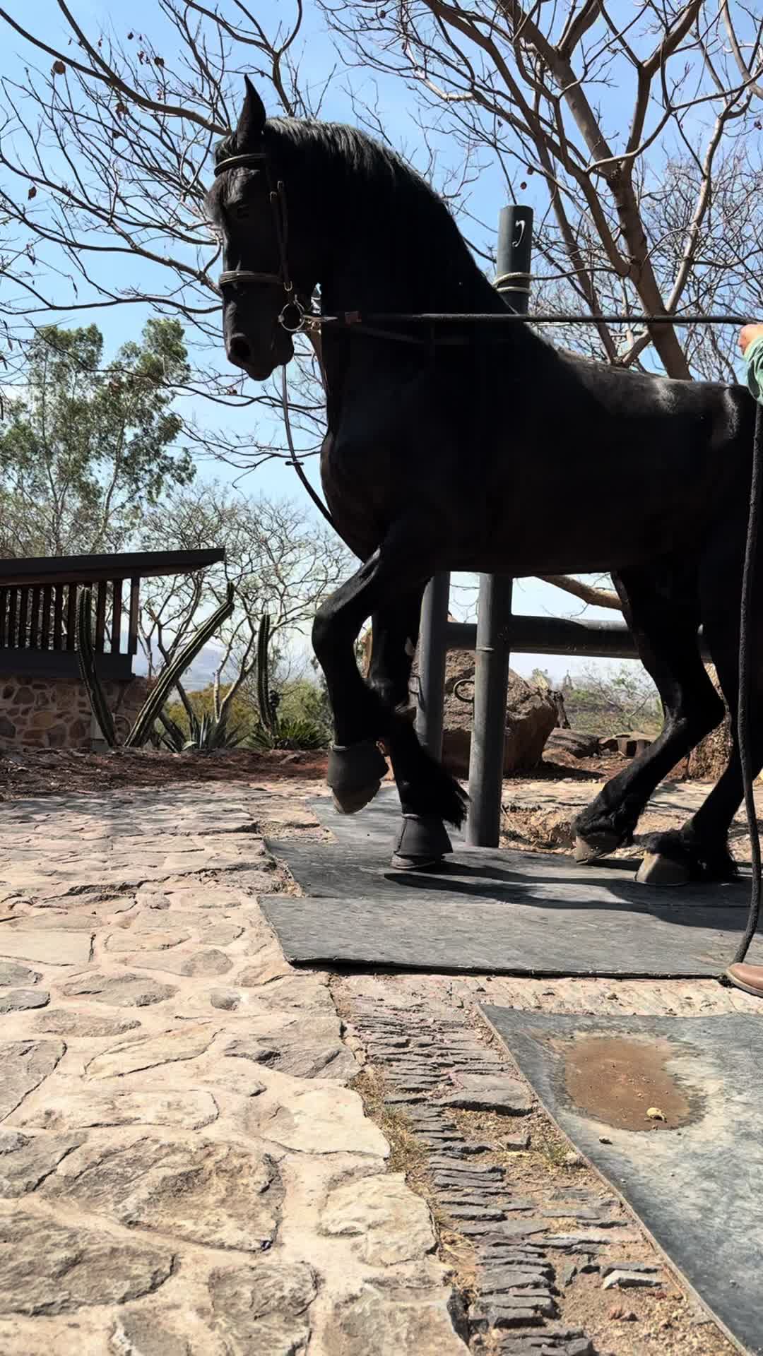 @Rancho el descanso GDL