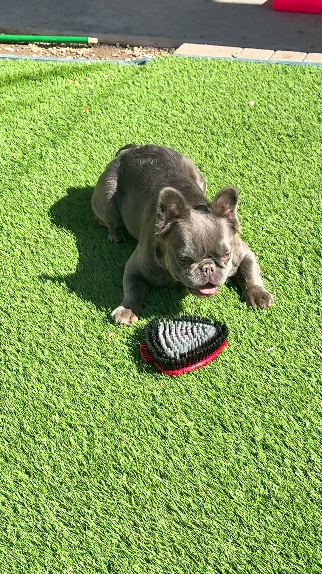 @Luxeaz_frenchies