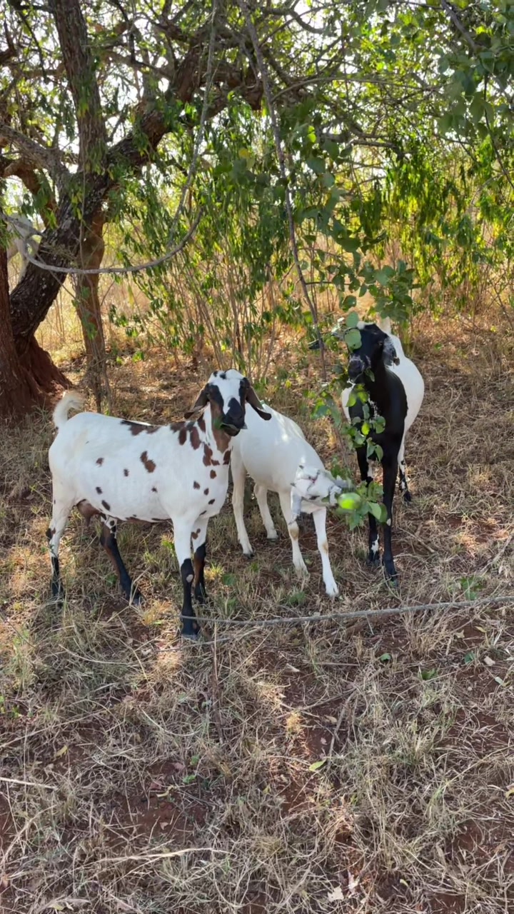 @DorperfarmsKE🇰🇪
