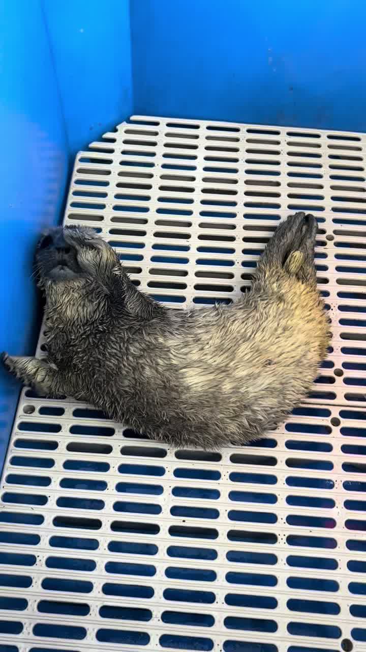 @Marine Mammal Rescue Society