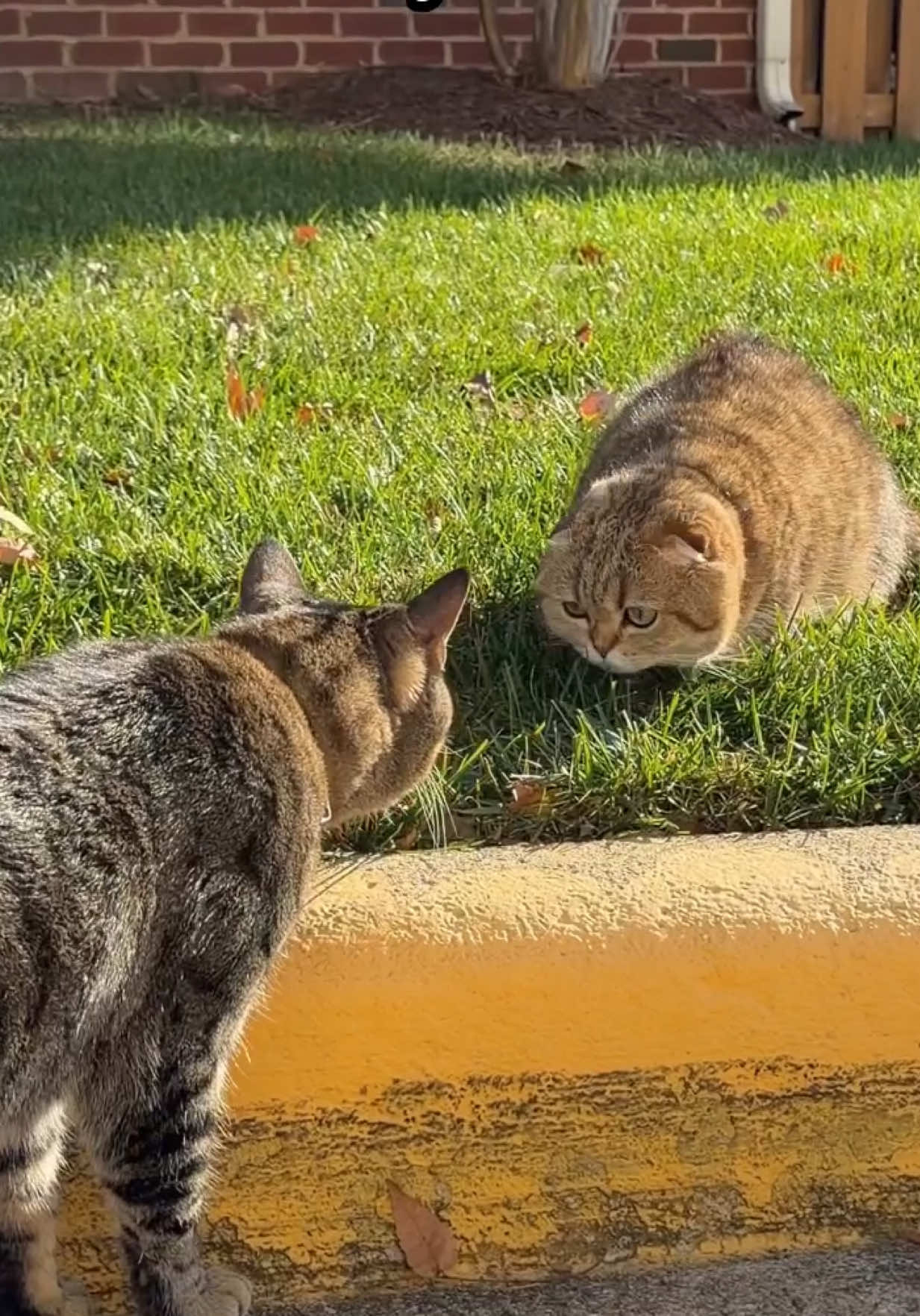 @Hammy & Olivia Corgi