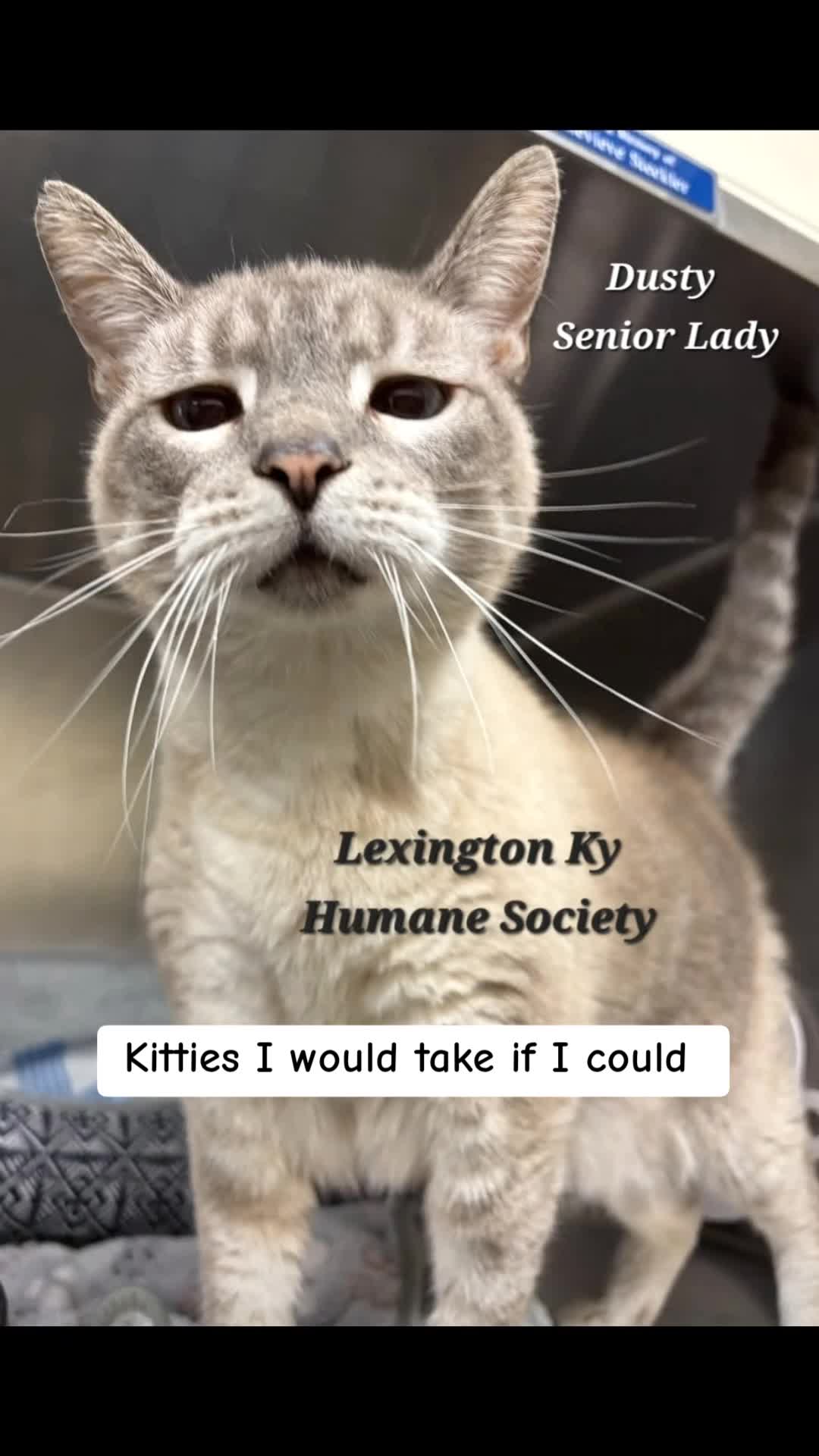 @No More Sad Kitties