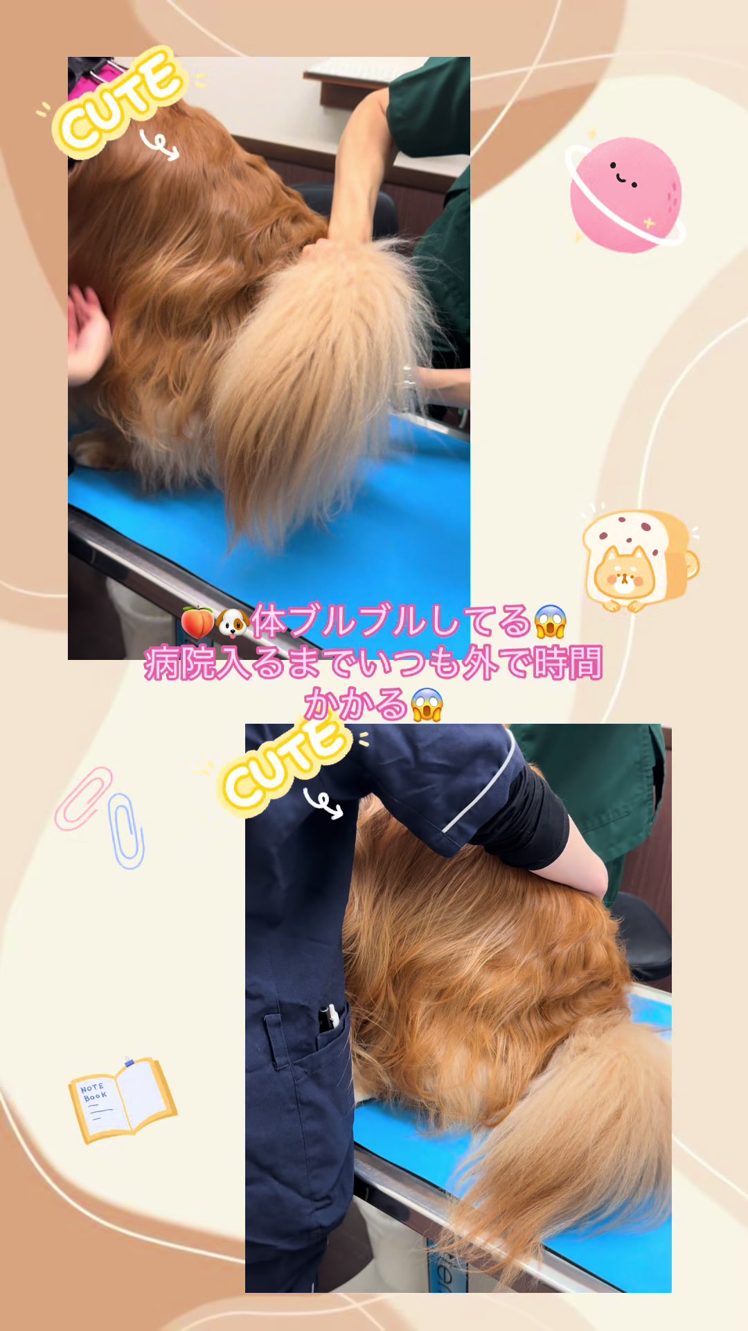 @ACIKA🇯🇵🇲🇨MOMO🍑🐶