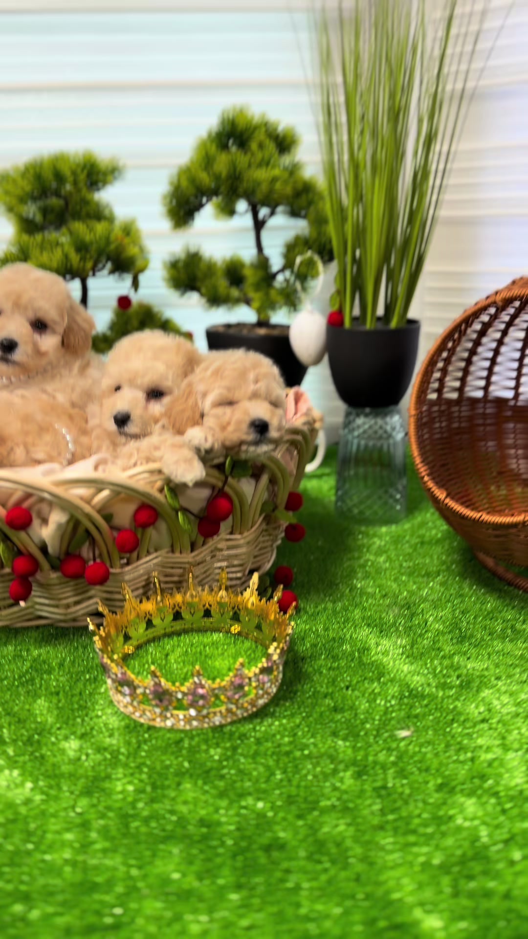 @RED_POODLE_KING