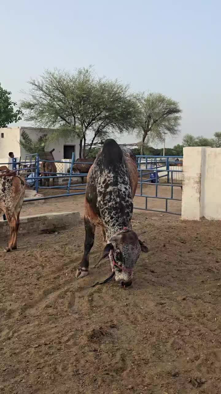 @Waqas Rohi wala