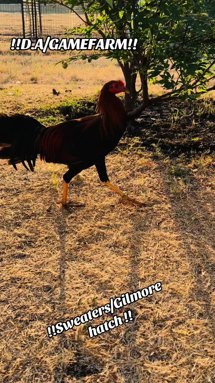 @DAgamefarm