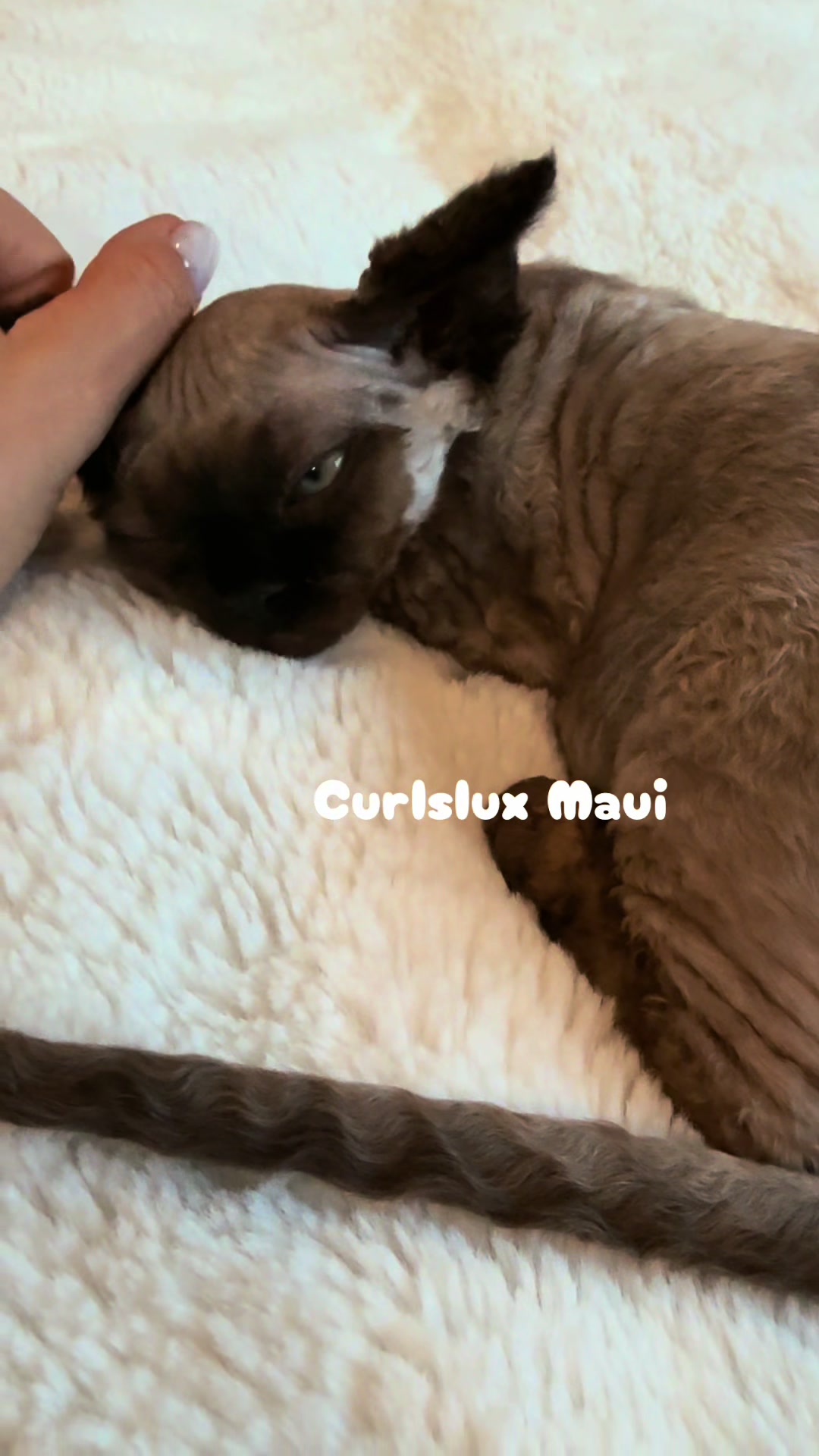 @Curlslux cattery!!🇺🇸