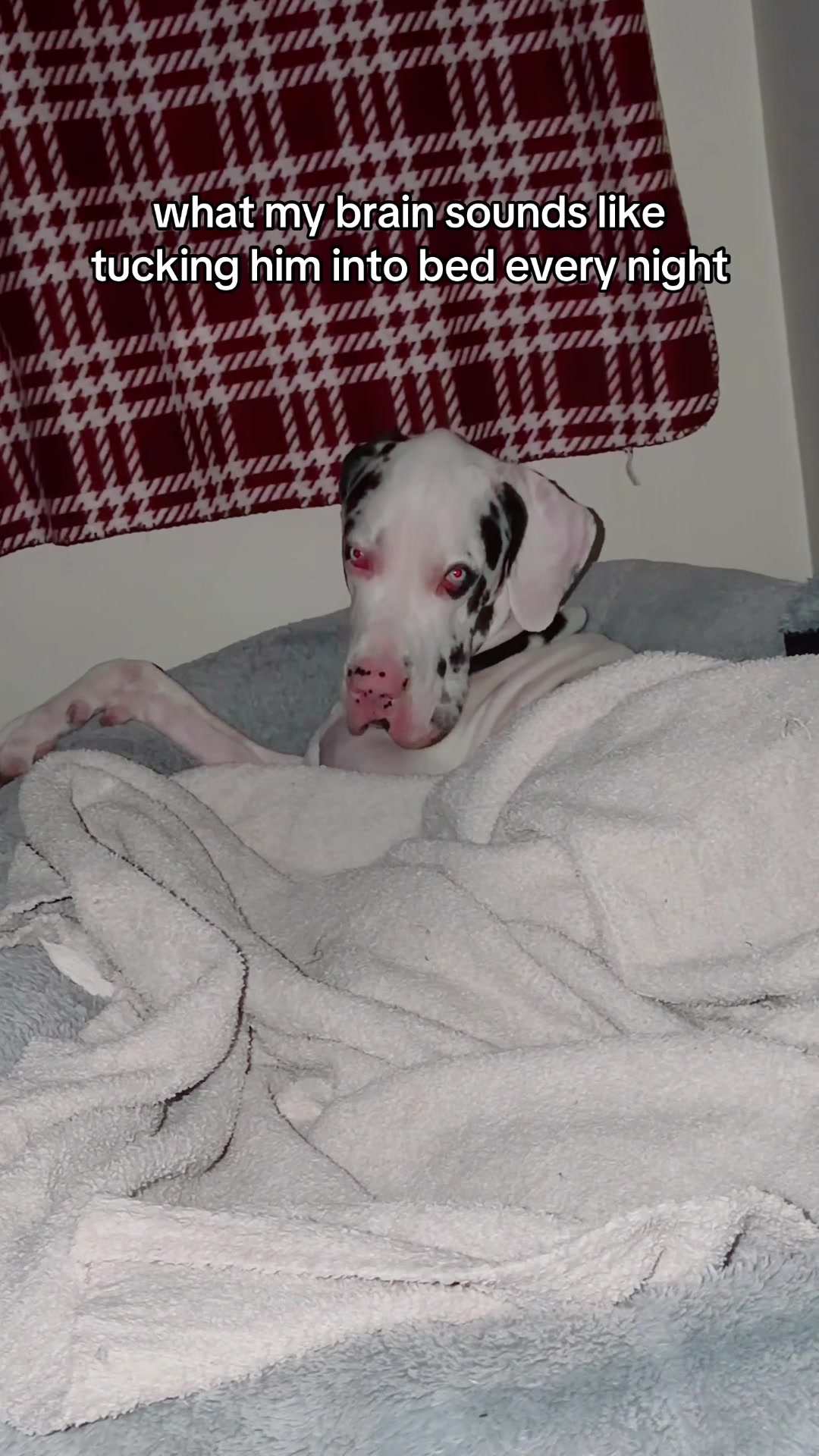@stonethedane