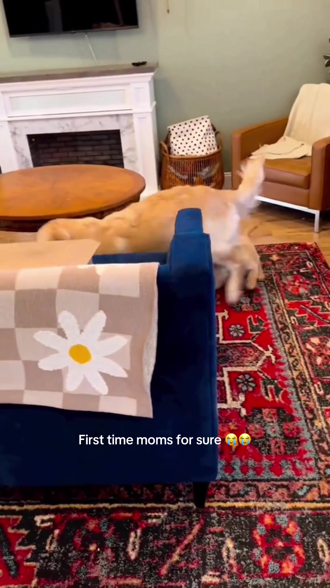 @K9stories