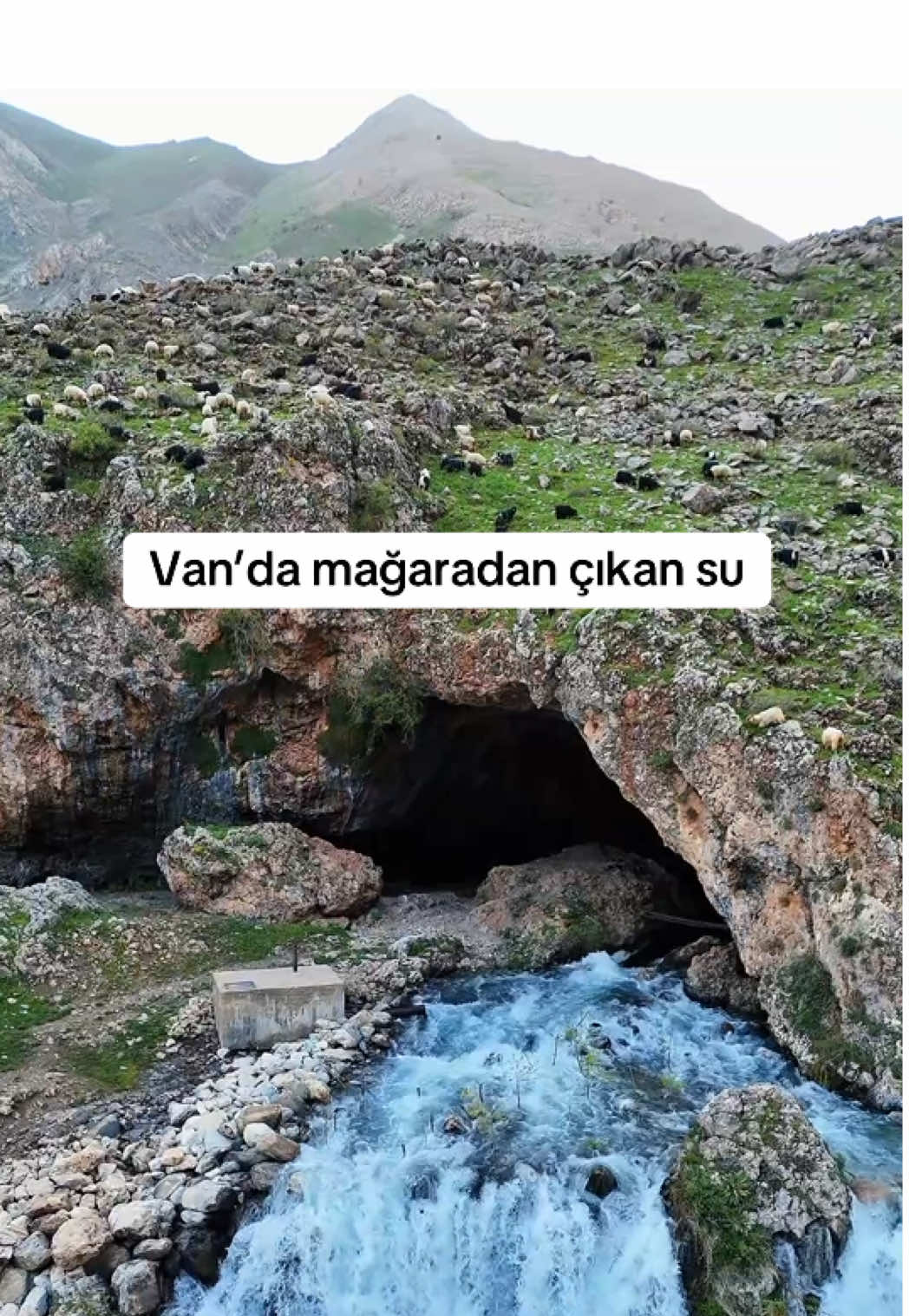 @Muzaffer Salcıoğlu