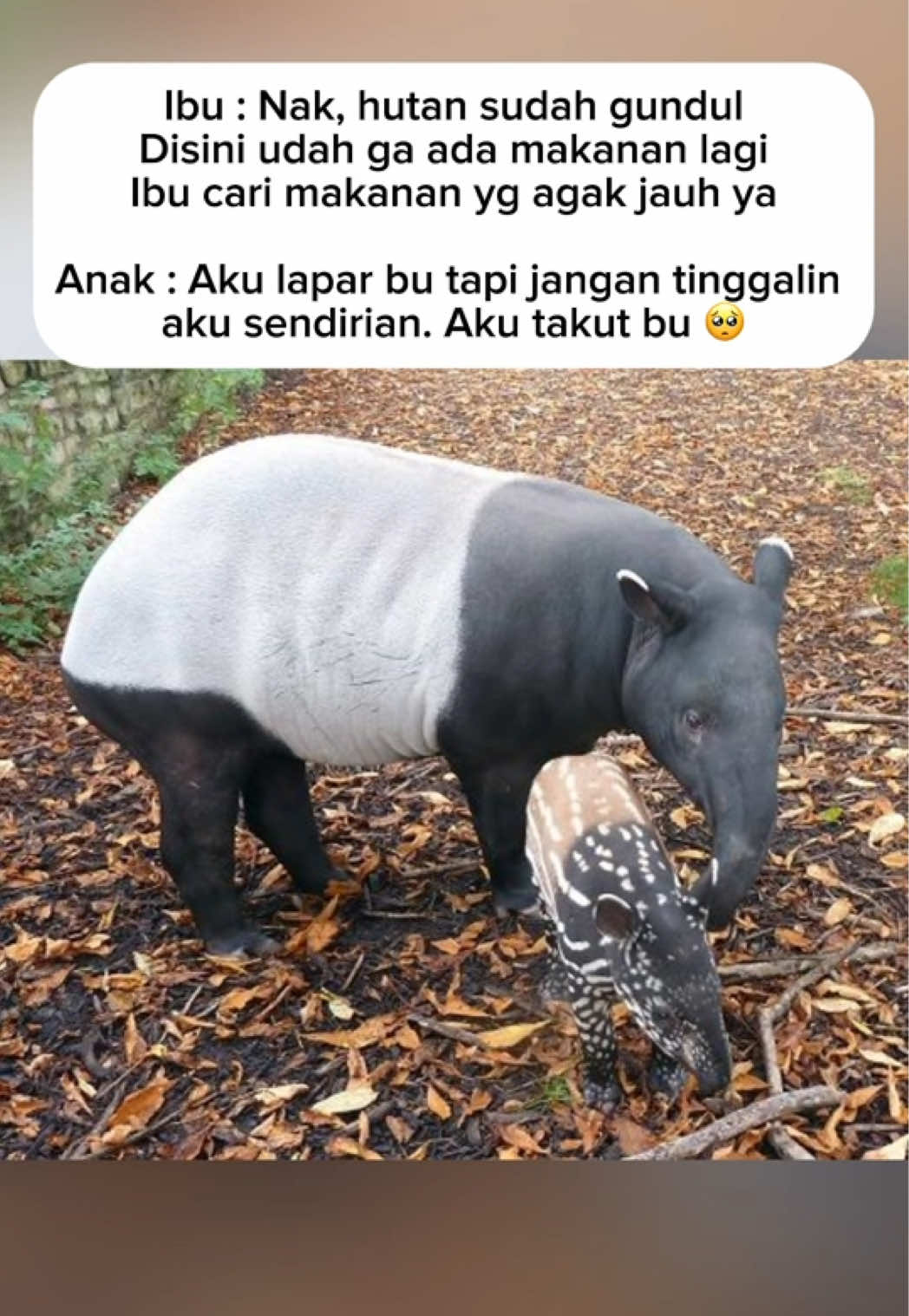 @Adi Syahreza