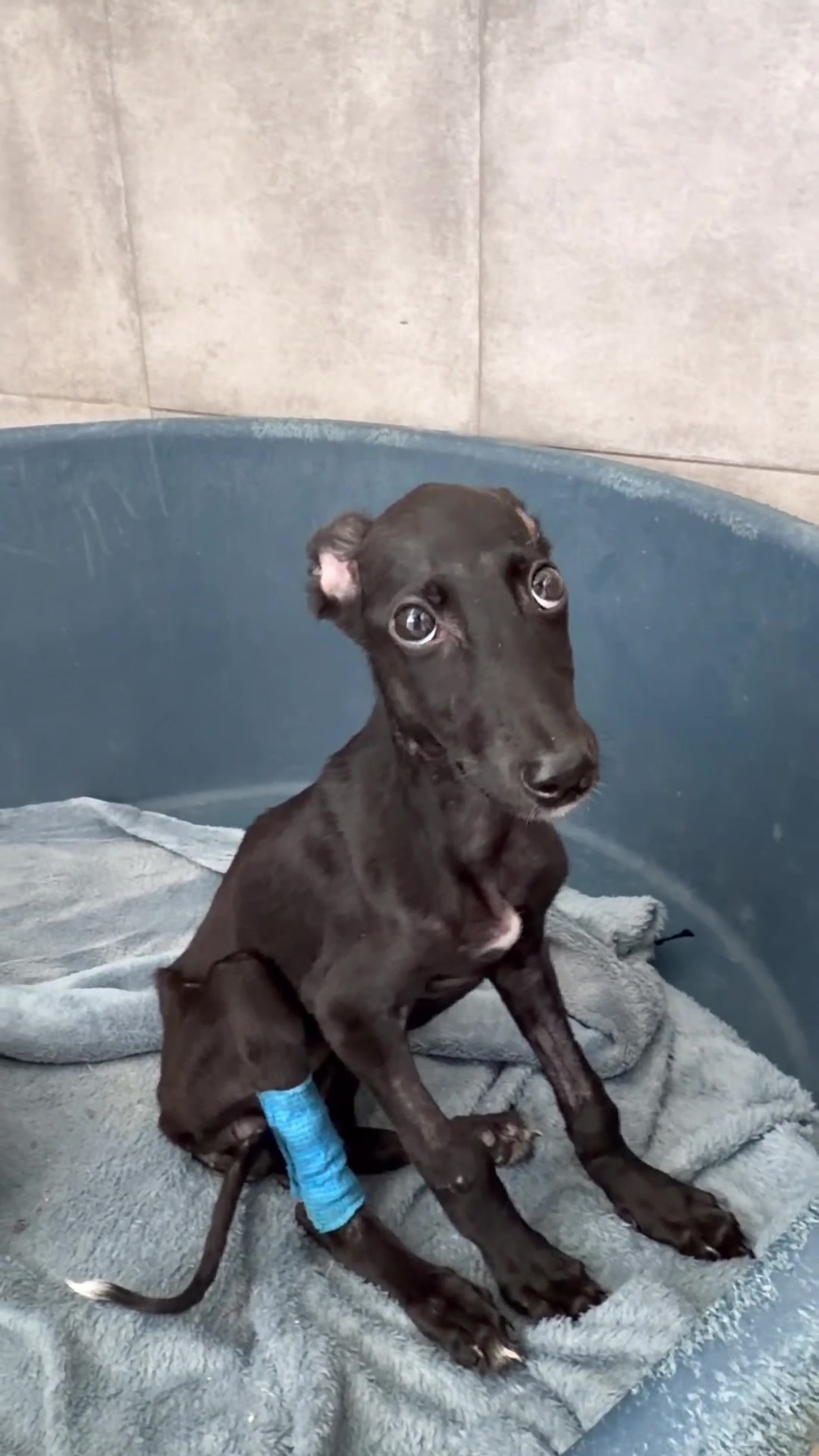 @Galgos del Sol