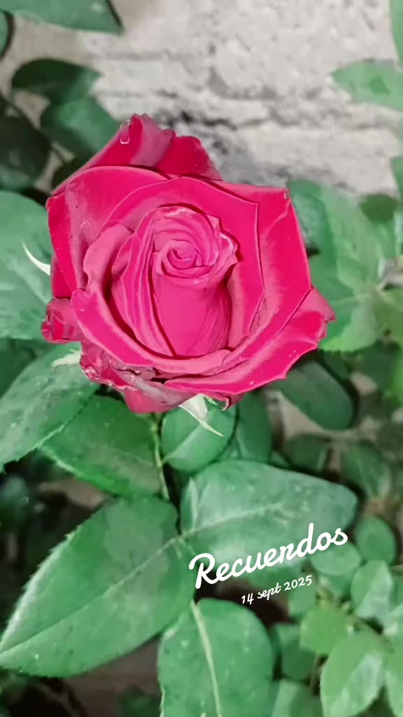 @YANETH FLORES ๐๐