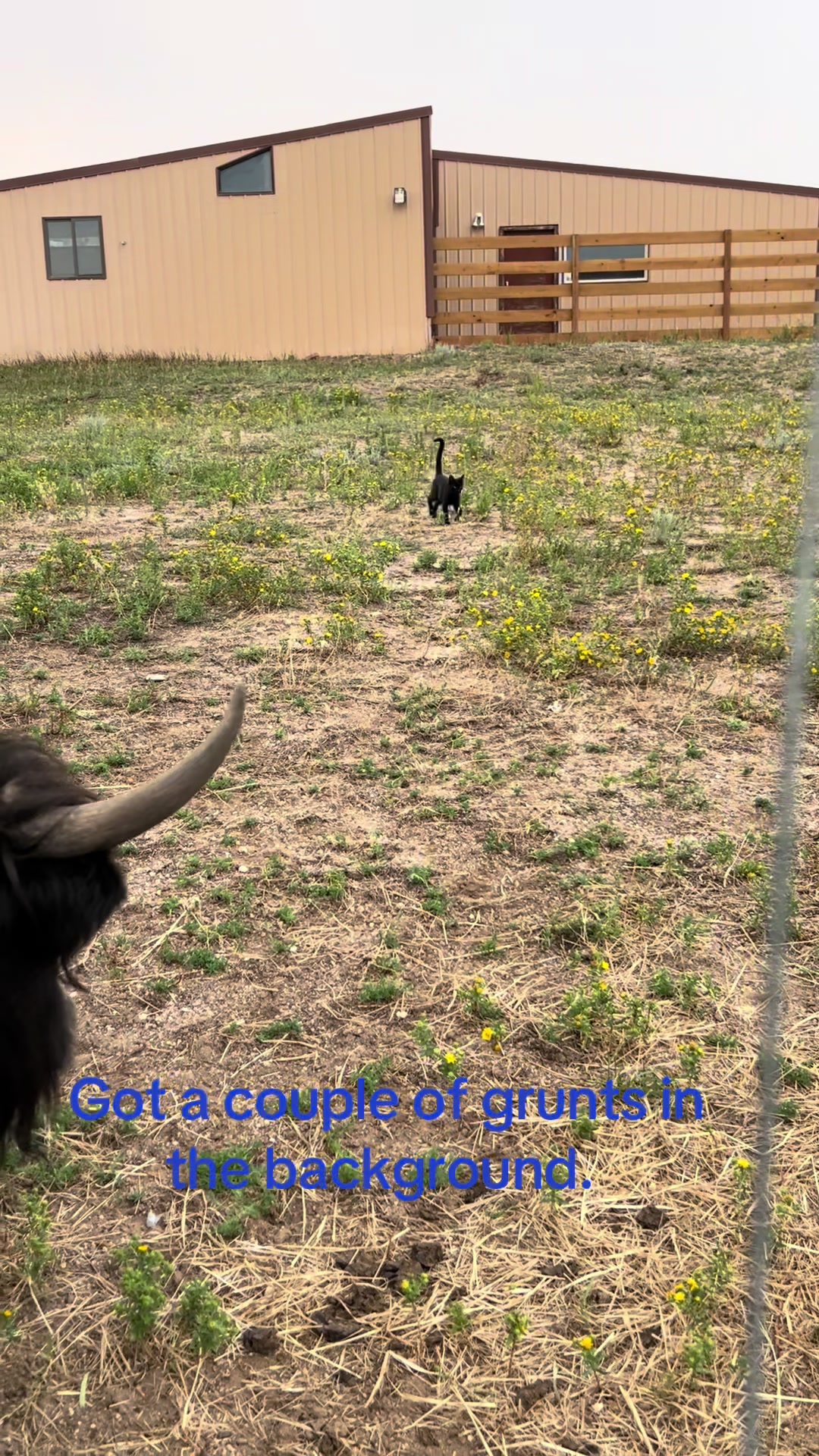 @Yakety Yak Ranch