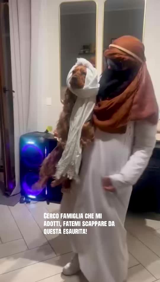 @🌸🐶Pamela Cocker Spaniel🐶🌸