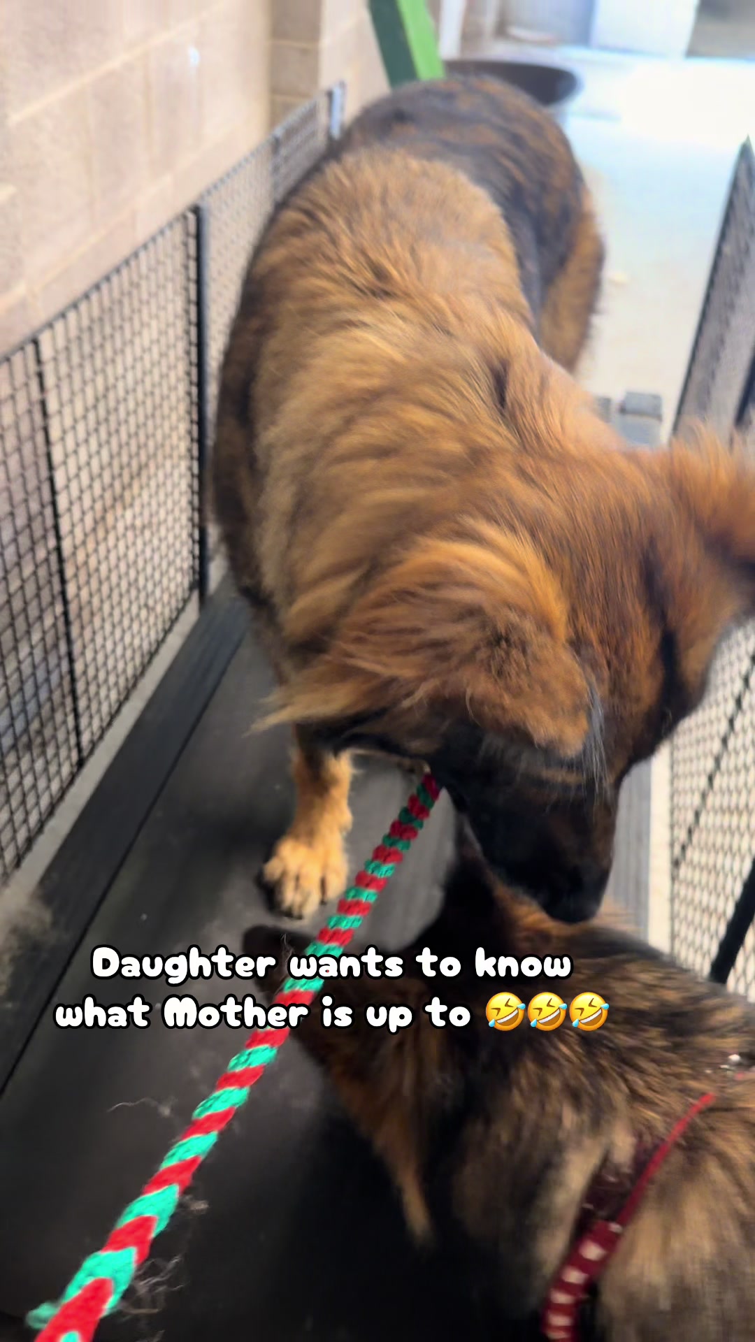 @TheGSDhubwithjennygould