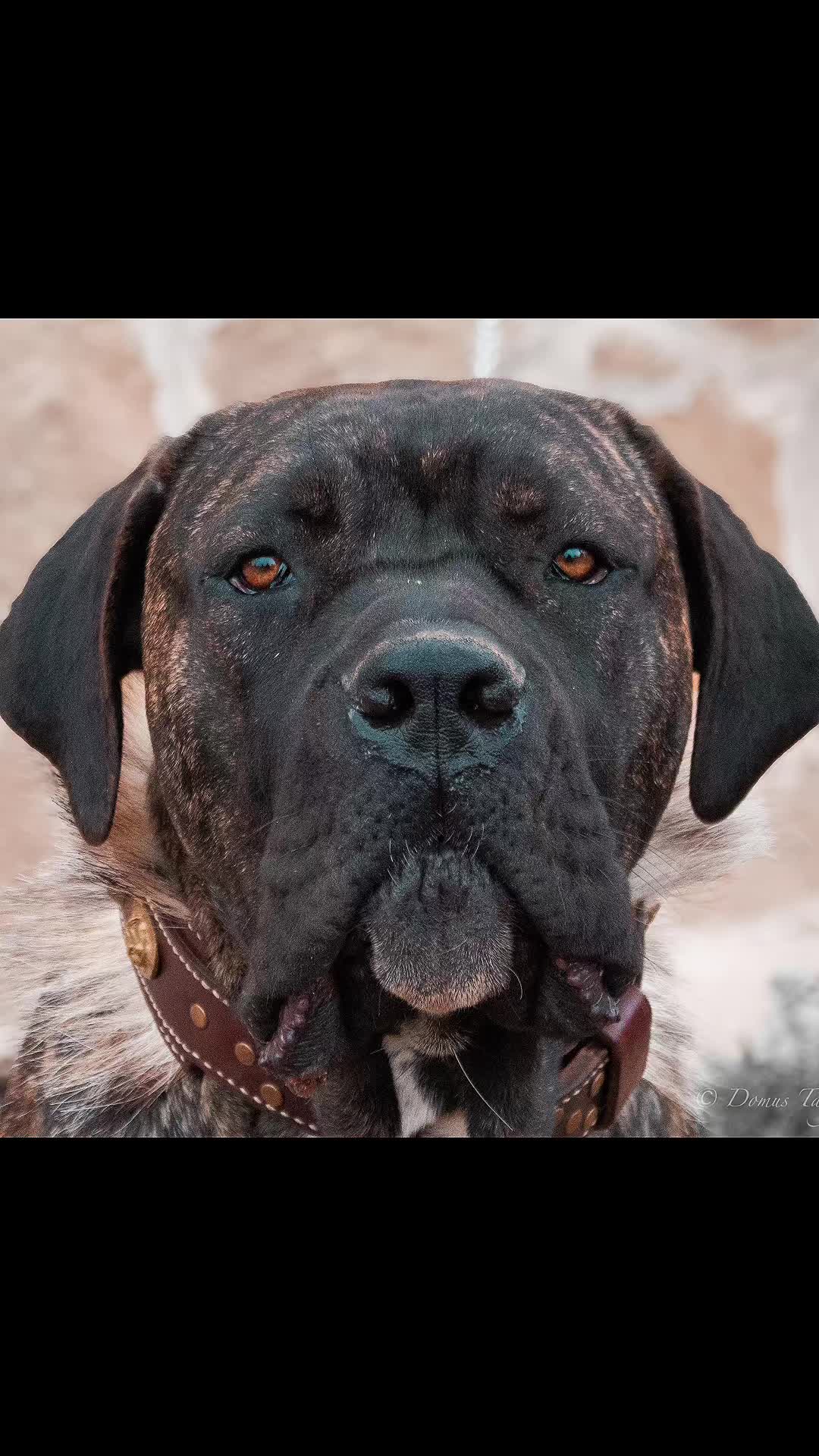 @Cane Corso Domus Targaryen