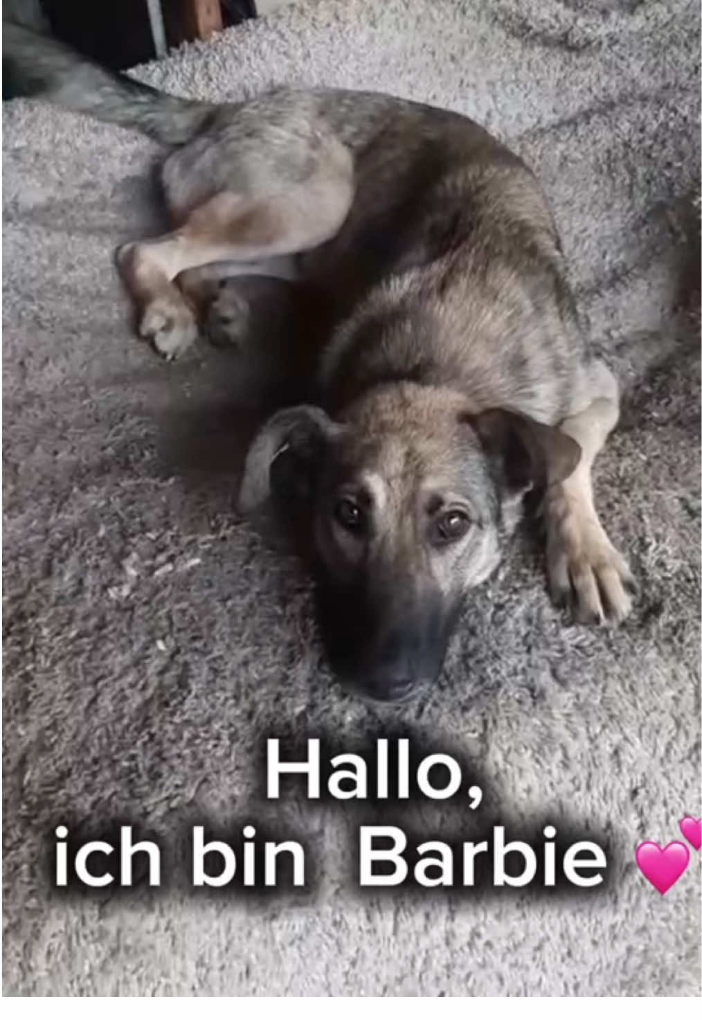@Tierheim der Gl&uuml;ckliche