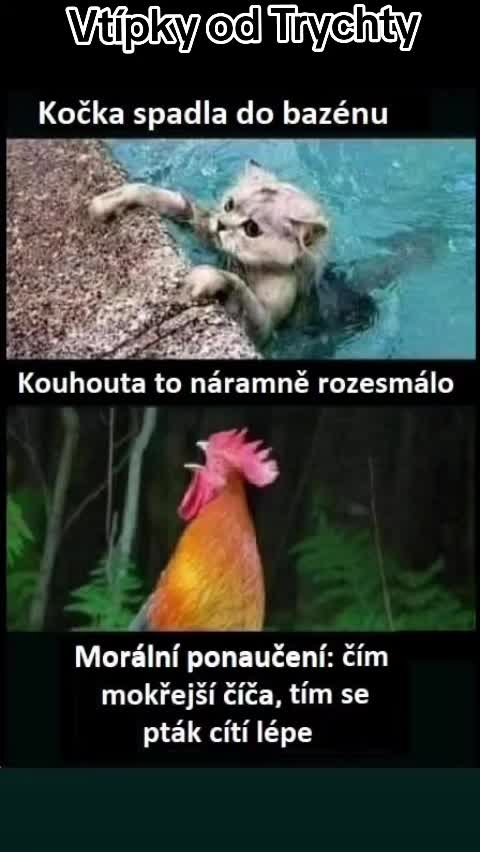 @Trychta