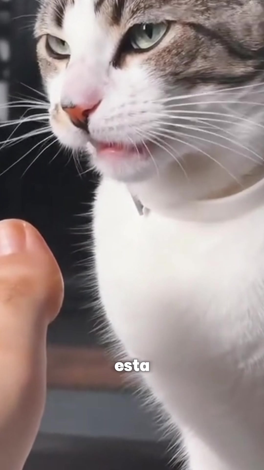 @- Alejandra 🐱💕
