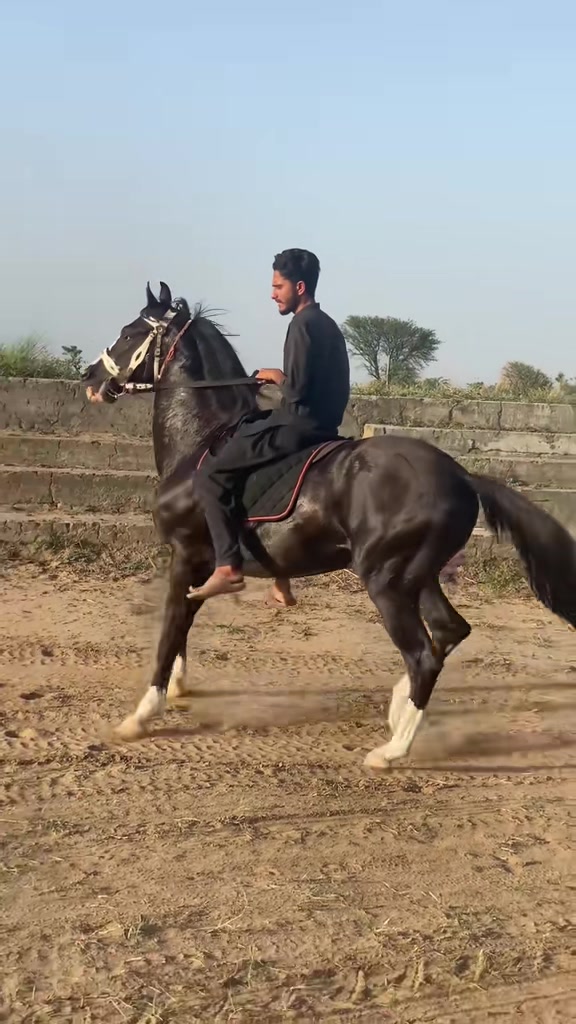 @Ch Hammad bokan ♥️🐎