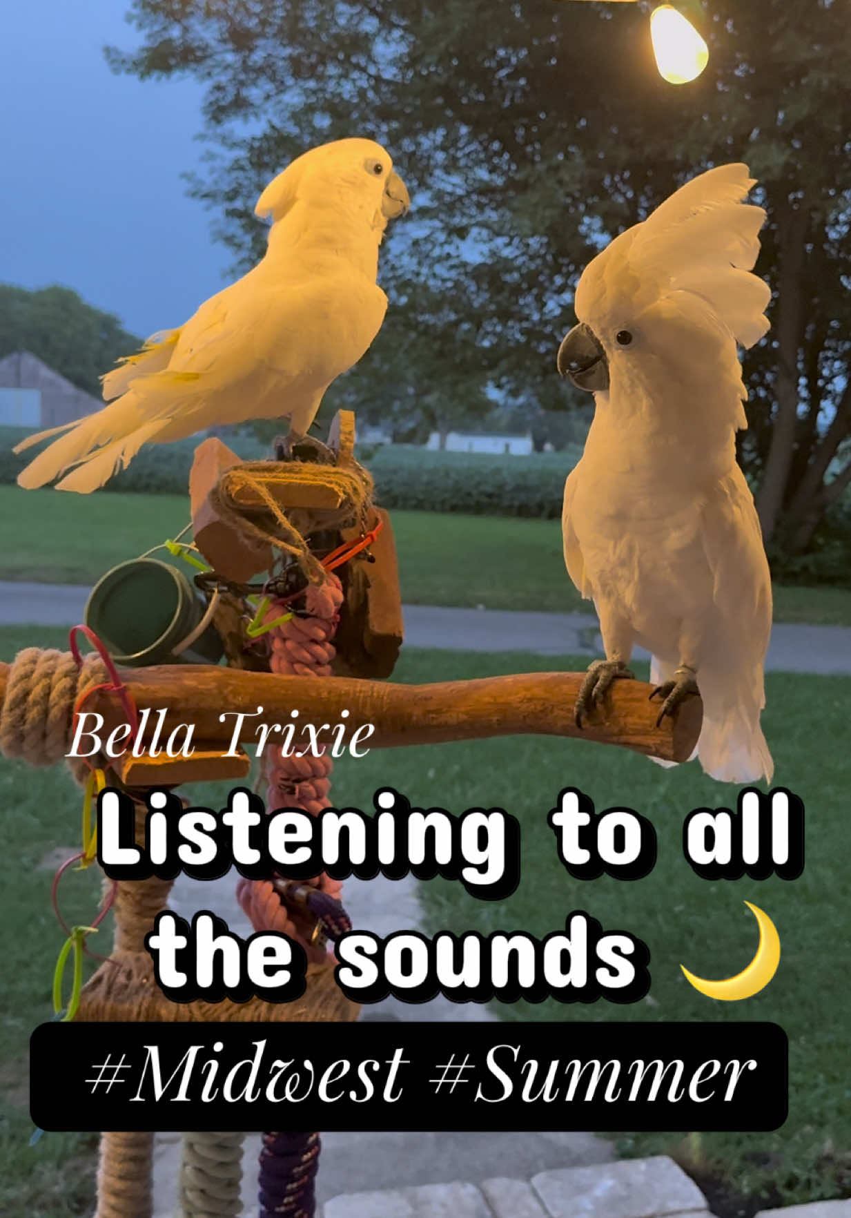 @bella_trixie_unleashed