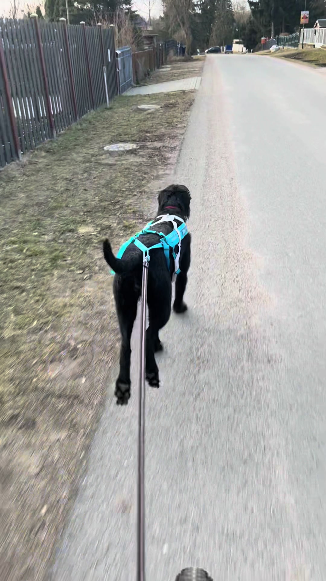 @Jasi&Tobi Dogsport