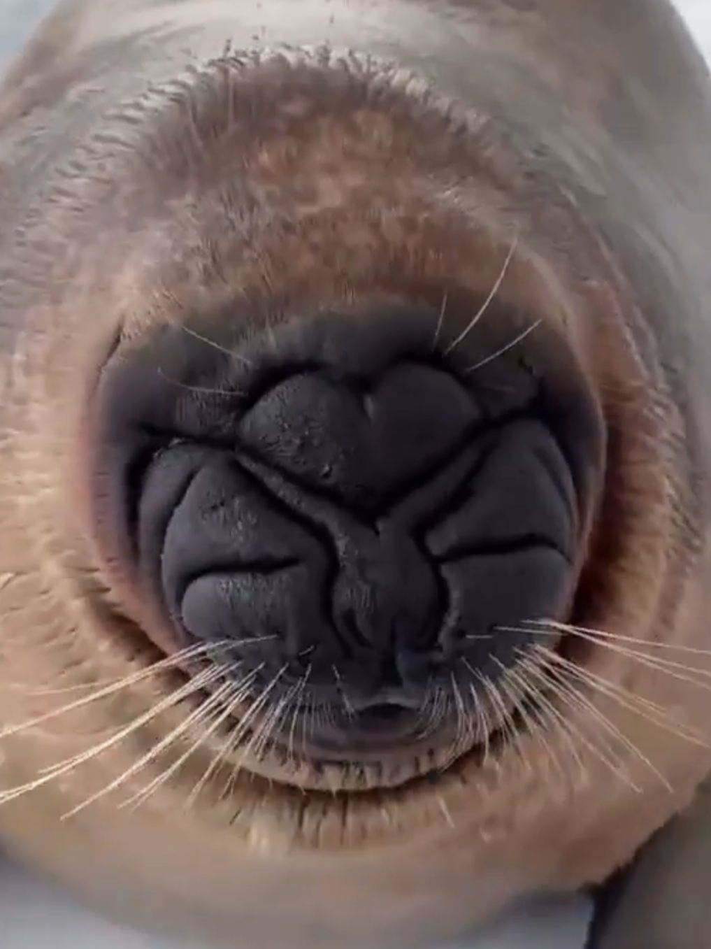 @🩷🎀 seal 🦭🩷